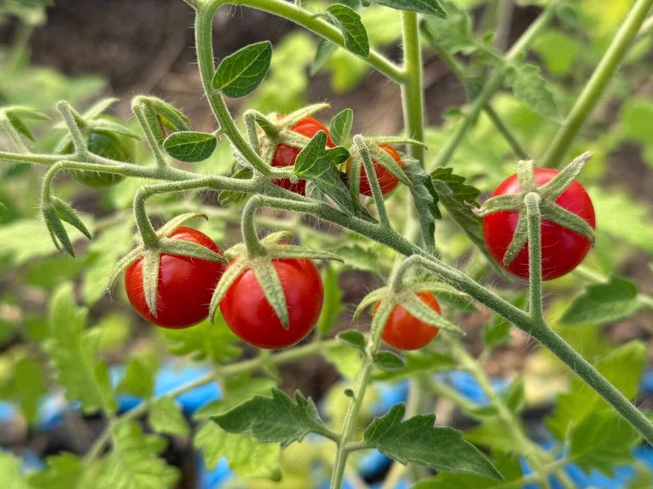 Los tomates de RGA Alimentos están próximos a ser cosechados