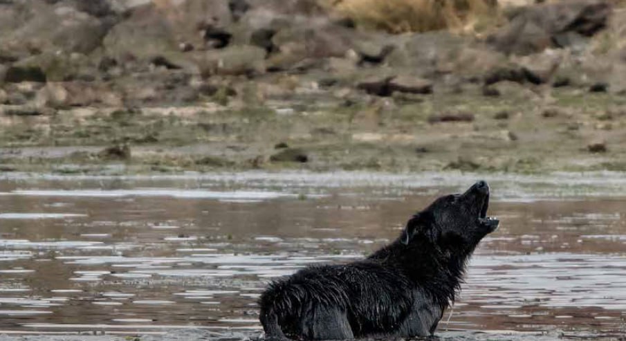 El Gobierno de Tierra del Fuego  presenta una guía clave para abordar la problemática de perros de vida libre