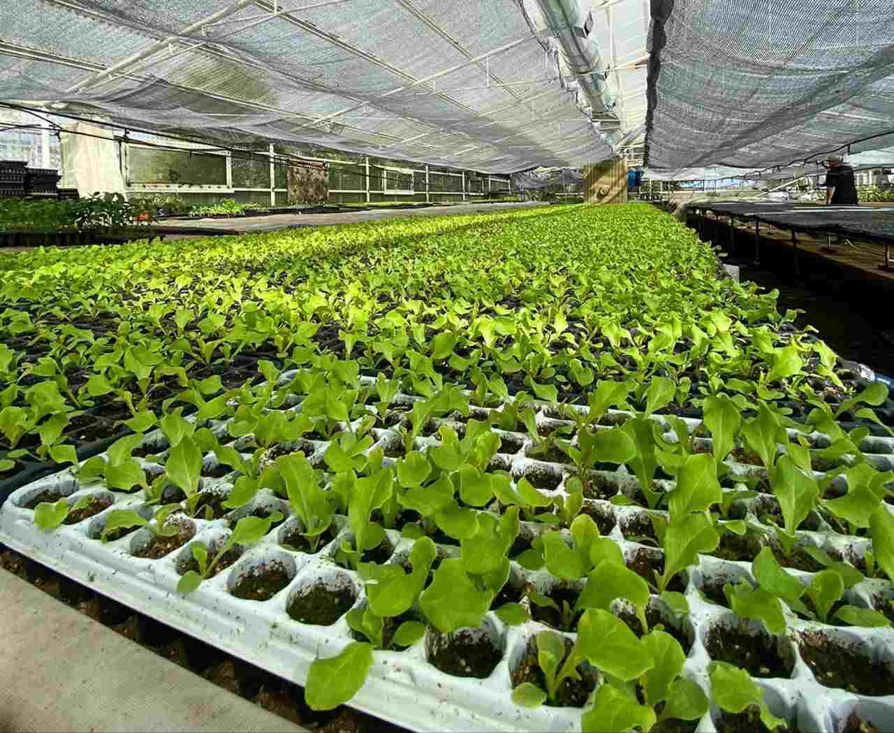 RGA Agroproductiva: Estima la entrega de 1 millón 800 mil plantines de verdura para esta temporada